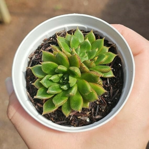 Echeveria Victor
