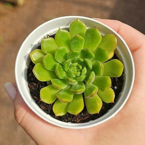 Echeveria Rosa Linda