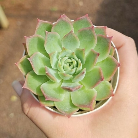 Echeveria Wille