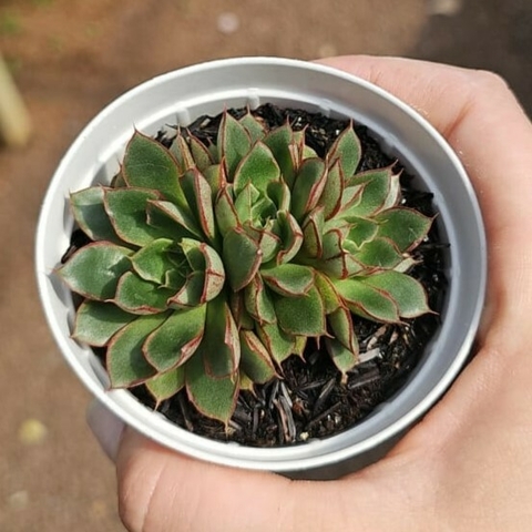 Echeveria Agita Rose