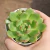 Echeveria Dylan