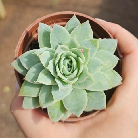 Graptoveria Lovelety