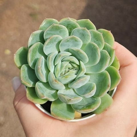Echeveria Premera