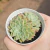 Echeveria Litle Dwalf