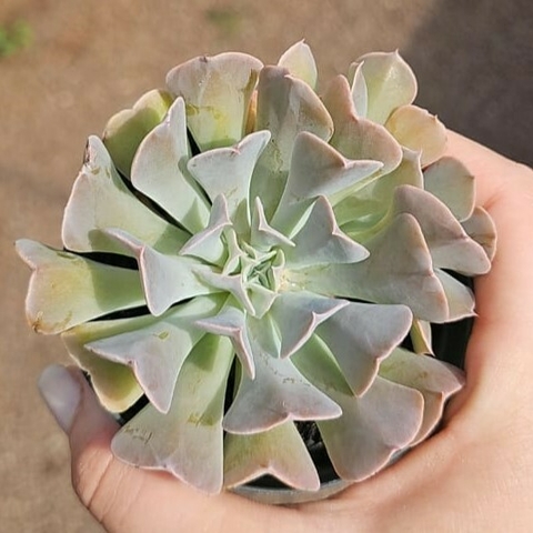 Echeveria Swan Lake