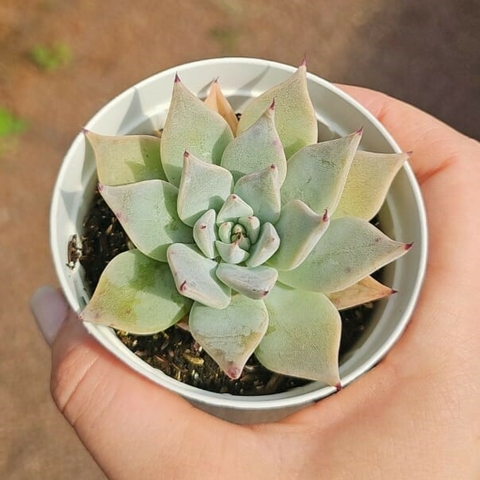 Echeveria Subalpina