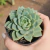 Echeveria Angel Crew