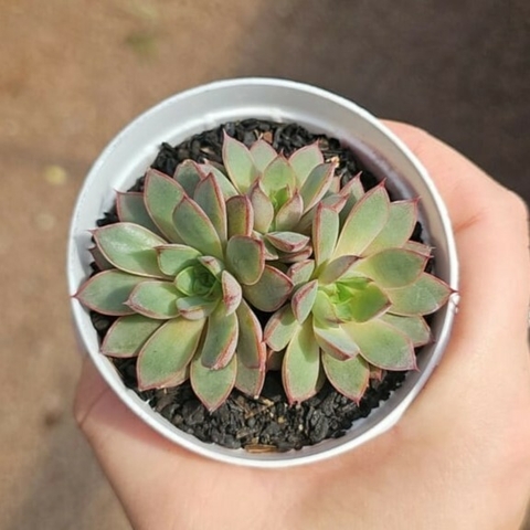Echeveria Endorphin