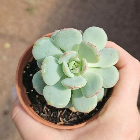 Echeveria Pudge