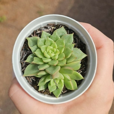 Echeveria Tesla
