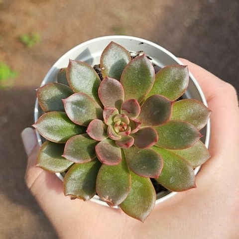 Echeveria Nebulosa
