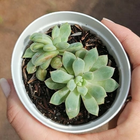 Echeveria Bloody Korean