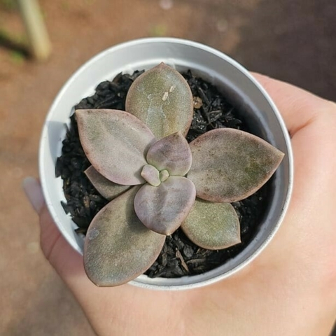 Echeveria Xichuensis