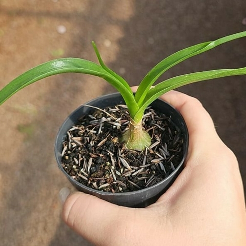 Albuca Bracteata