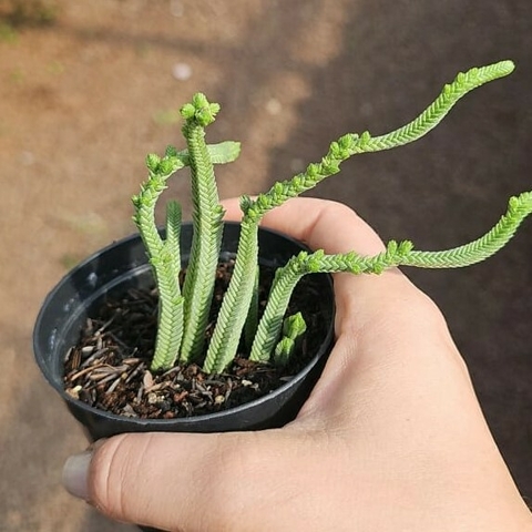 Crassula Pyramidalis