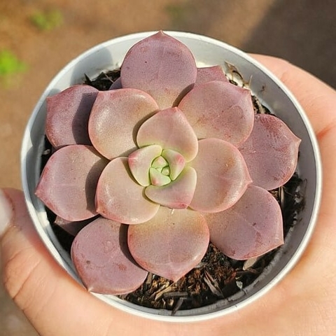 Graptoveria Superbum Variedade