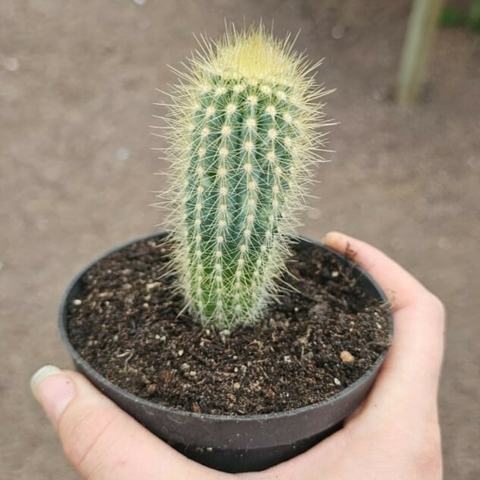 Austrocephalocereus Purpureus
