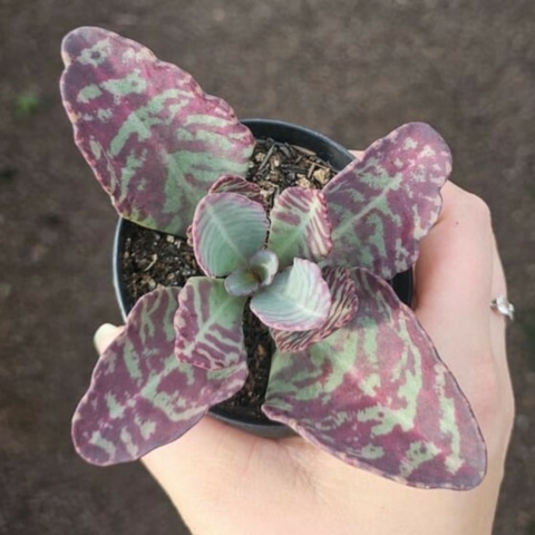Kalanchoe Humilis