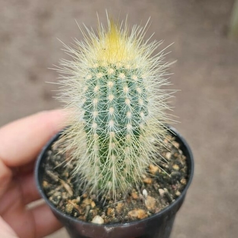 Austrocephalocereus Purpureus