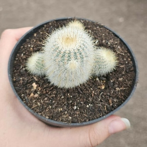 Notocactus Neobueckerii