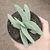 Crassula Falcata