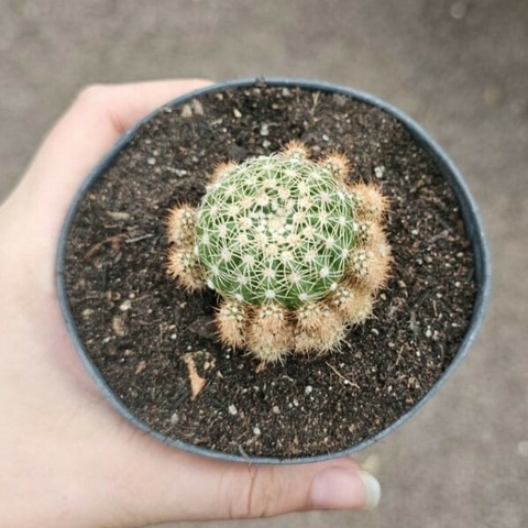 Notocactus Uebelmannianus v. Pleiocephallus - comprar online