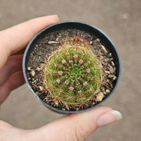 Notocactus Ottonis