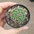 Mammillaria Zeilmaniana Select