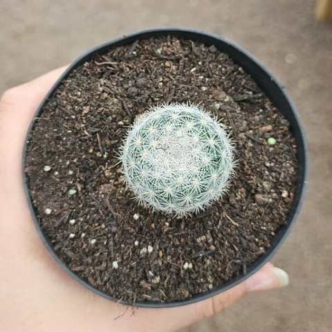 Mammillaria Candida