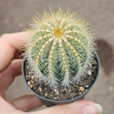 Eriocactus Magnificus