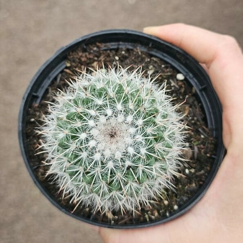 Mammillaria Geminispina