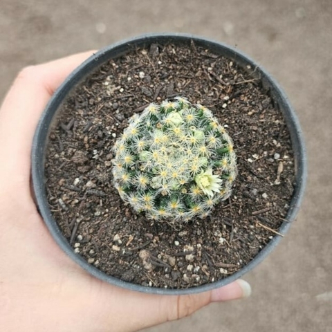 Mammillaria Shiedeana