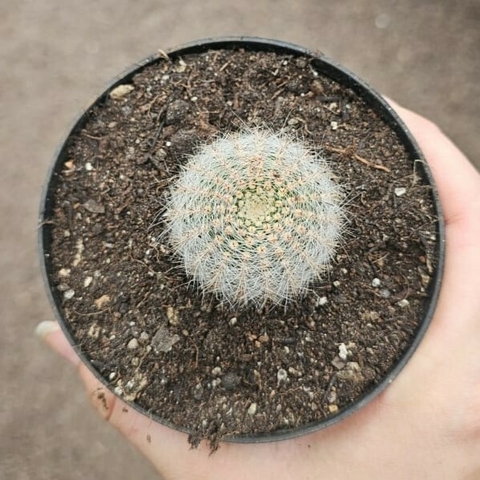 Lobivia Aurea Quenesensis