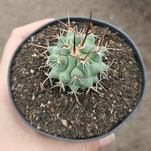 Thelocactus Azul