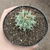 Thelocactus Azul