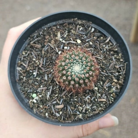 Mammillaria Mamulosus