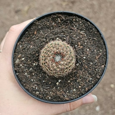 Notocactos Cristatoides