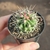 Ferocactus Stainesii V. Pilosus