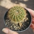 Notocactus Roseoluteus