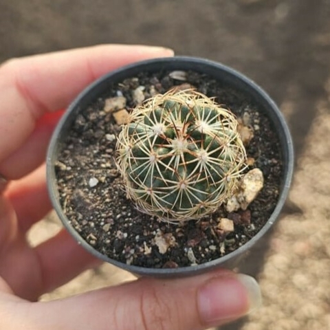 Coryphanta Radicans