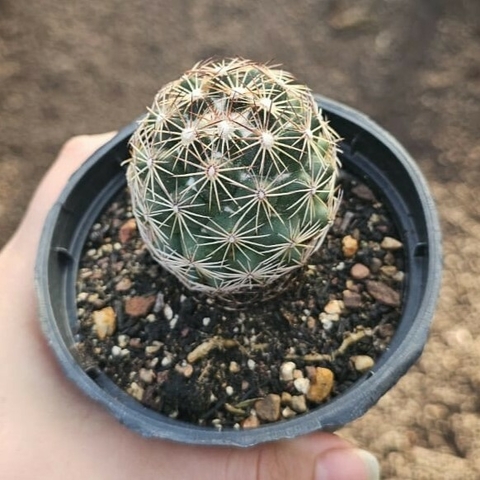 Coryphanta Radicans