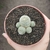 Rebutia Teresae