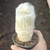 Espostoa Nana
