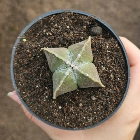 Astrophytum Nudum x Myriostigma