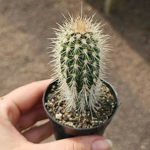 Pachycereus Pringlei