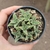 Faucaria Woolii