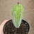 Poloskia Chichipe