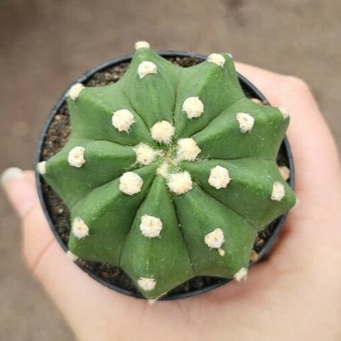 Echinopsis Subdenudata