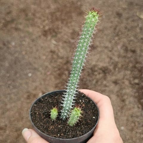 Euphorbia Baioensis