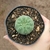Matucana Madisoniorum
